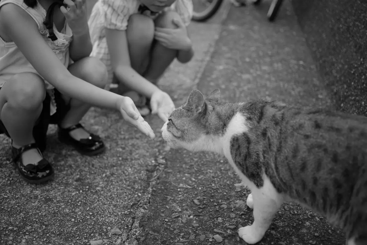 Imagem de solidariedade com animais de rua